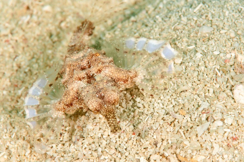 Sampaguita Resort Moalboal Buitenkant foto