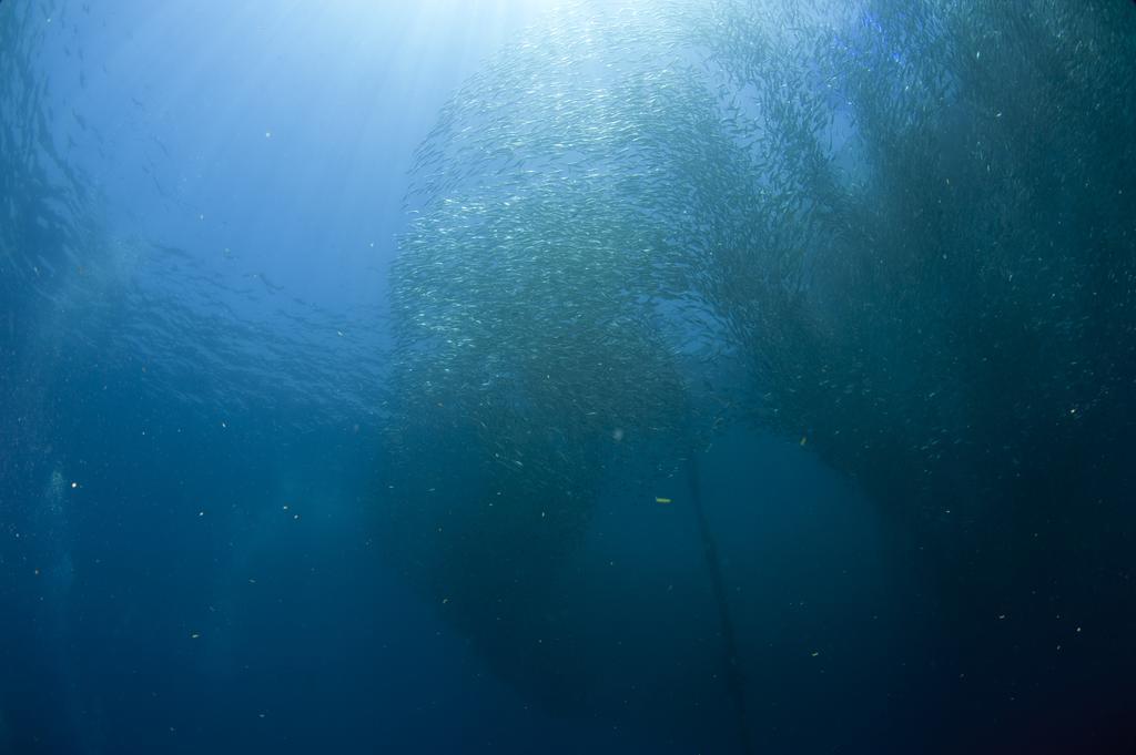 Sampaguita Resort Moalboal Buitenkant foto
