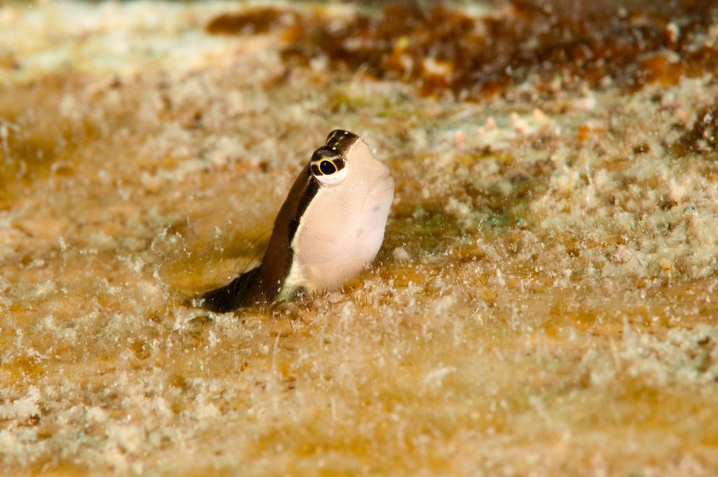 Sampaguita Resort Moalboal Buitenkant foto